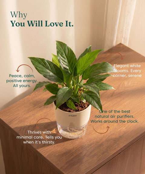 Peace Lily Plant - BYOB