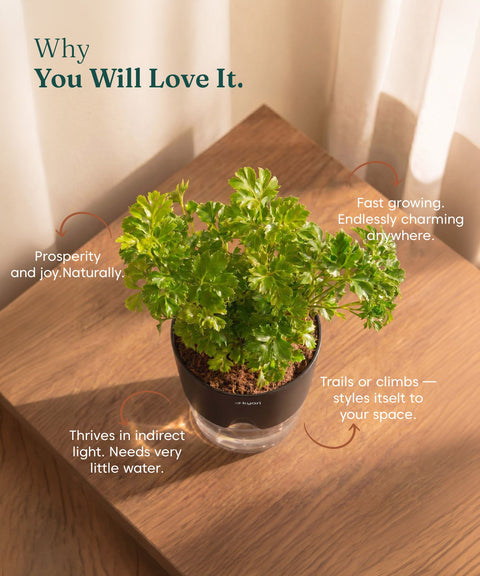 Aralia Green Plant With Self Watering Pot