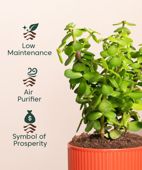 Lucky Jade Plant With Small Self Watering Pot