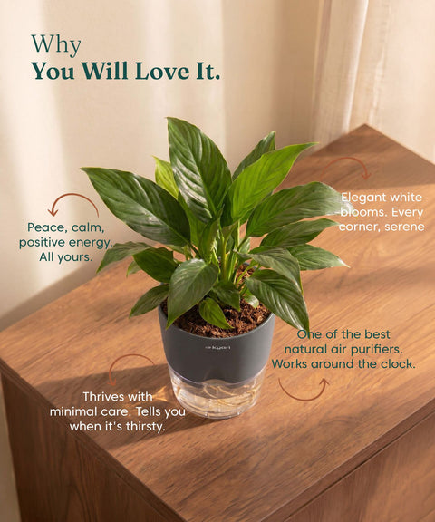 Peace Lily Plant - BYOB