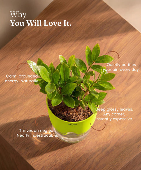 Zamia Green - ZZ Plant With Self Watering Pot