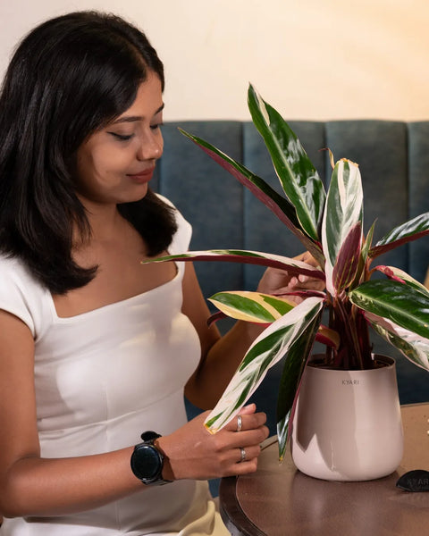 Calathea Triostar Plant with Aura Planter