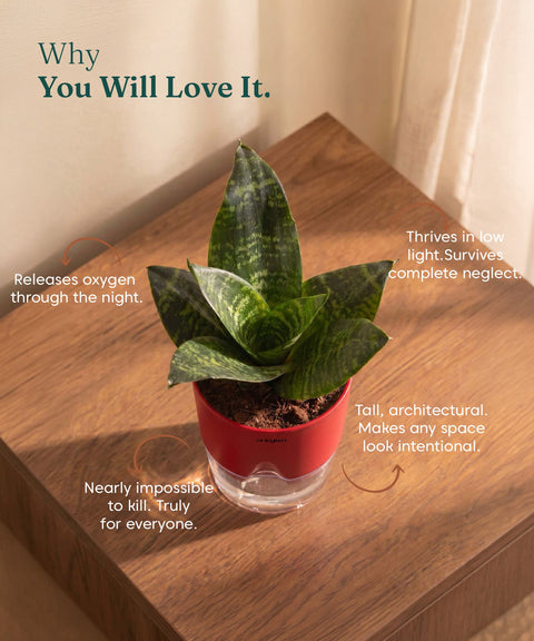 Green Snake Plant With Self Watering Pot