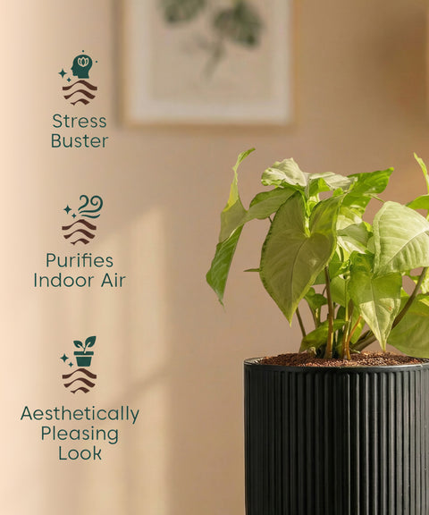 Syngonium Pixie White Plant with Medium Self Watering Pot