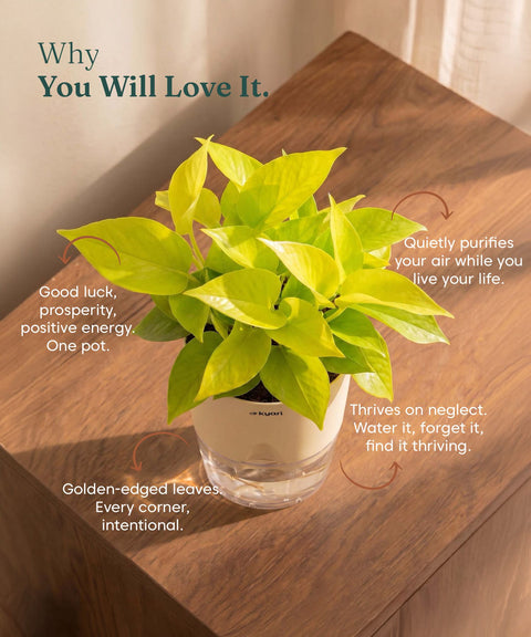 Golden Money Plant - BYOB