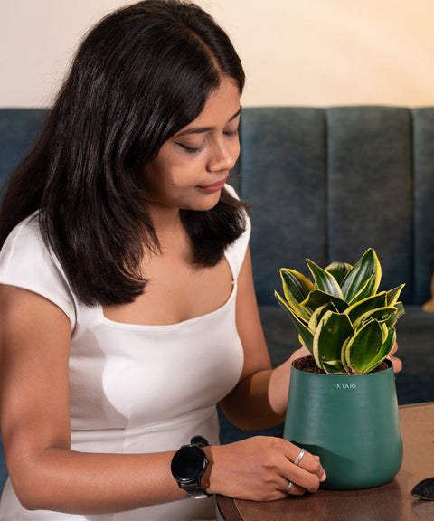 Golden Hahnii Snake Plant With Self Watering Pot