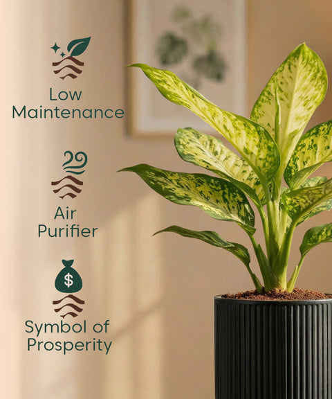 Aglaonema Snow White Plant with Medium Self Watering Pot