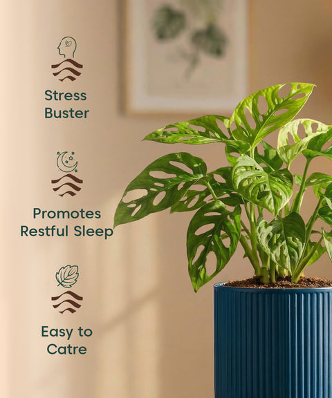 Philodendron Broken Heart Plant with Medium Self Watering Pot