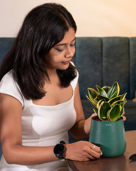 Golden Hahnii Snake Plant with Aura Planter