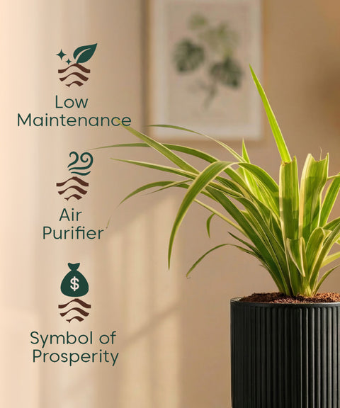 Spider Plant with Medium Self Watering Pot