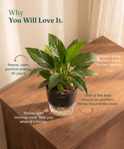 Peace Lily Plant - BYOB