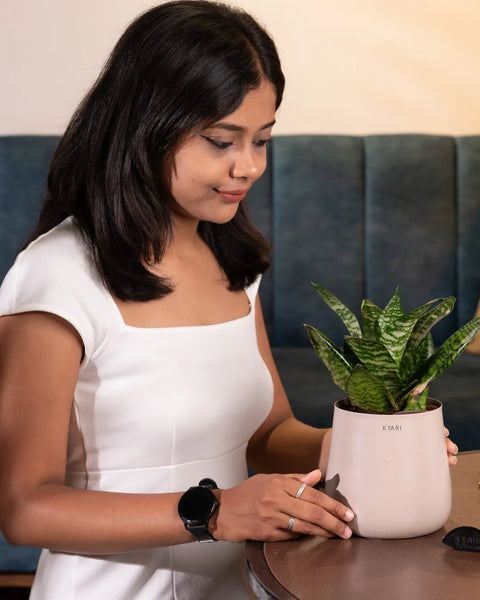 Green Snake Plant with Aura Planter - BYOB