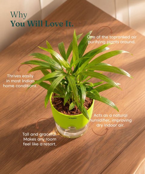 Areca Palm Plant With Self Watering Pot