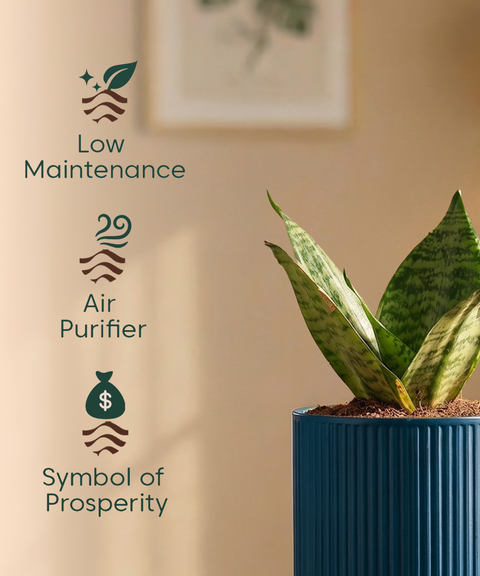 Green Snake Plant with Medium Self Watering Pot