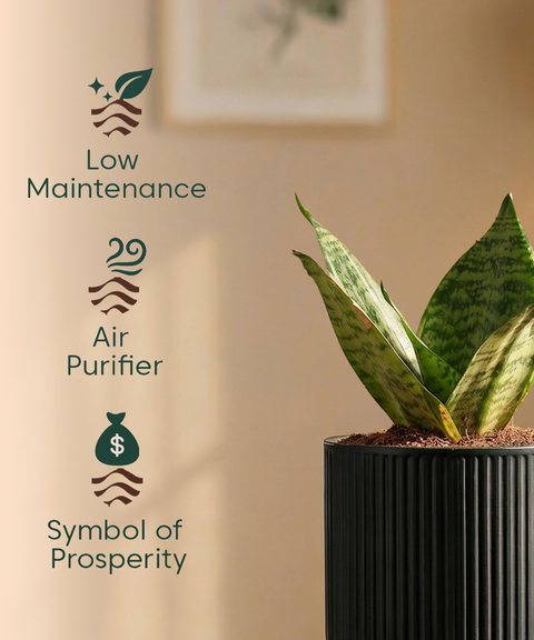 Green Snake Plant with Medium Self Watering Pot