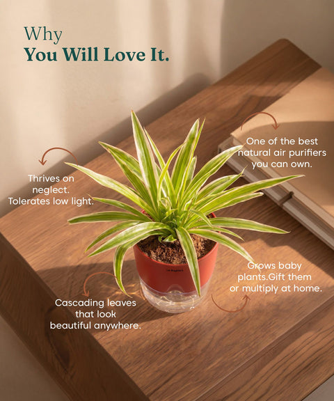 Spider Plant With Self Watering Pot