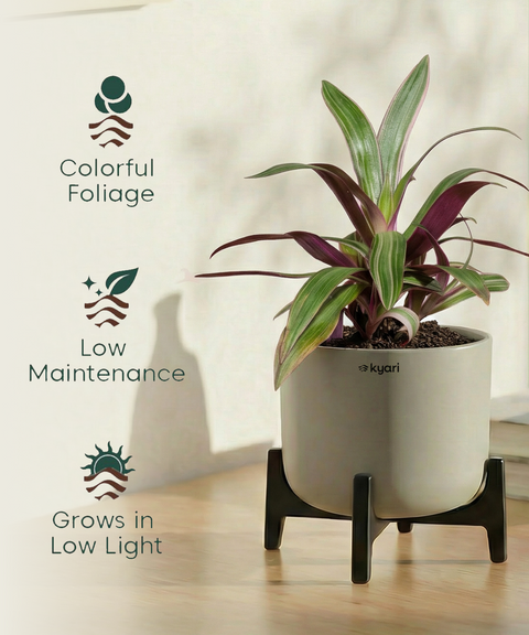 Rhoeo Plant with Aira Pot