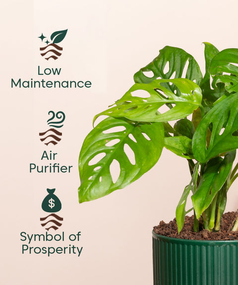 Philodendron Broken Heart Plant With Mylo planter