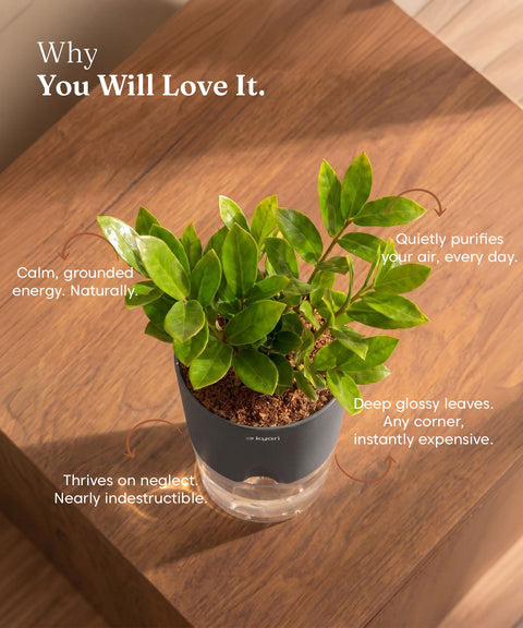 Zamia Green - ZZ Plant With Self Watering Pot