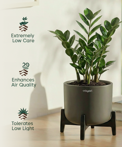 ZZ Plant with Aira Pot