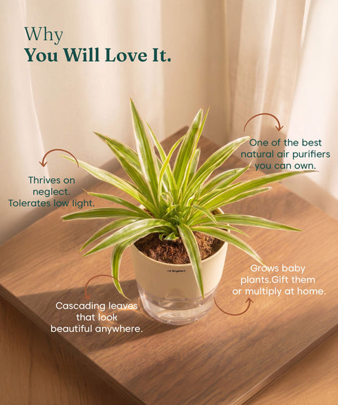 Spider Plant With Self Watering Pot