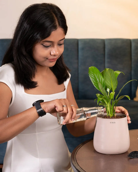 Peace Lily Plant with Aura Planter