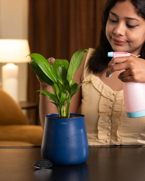 Peace Lily Plant with Aura Planter