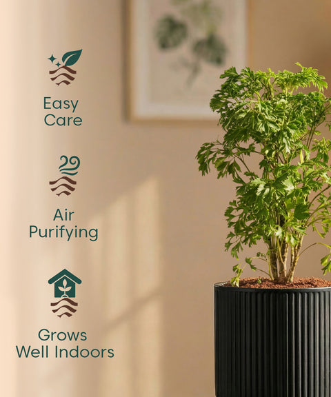 Aralia Green Plant with Medium Self Watering Pot