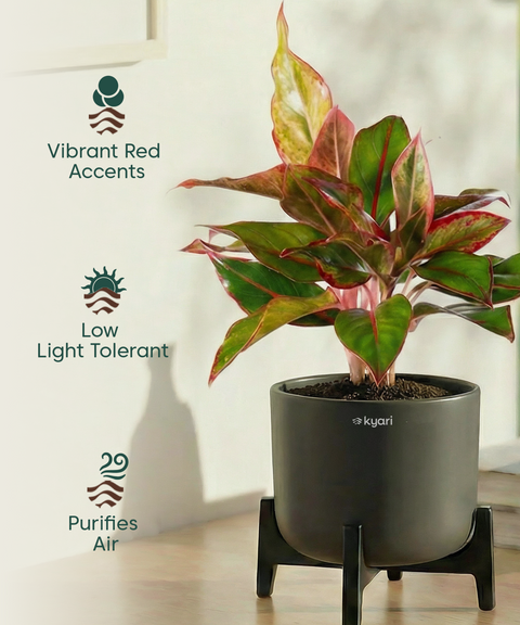 Aglaonema Lipstick Plant with Aira Pot