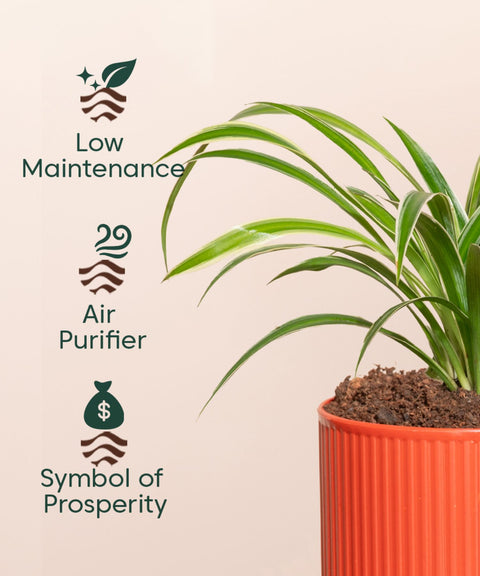 Spider Plant With Self Watering Pot