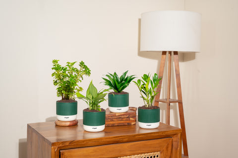 Set of 4 Mylo -Zamia Green, Peace Lily, Dracaena Compacta, Aralia Green