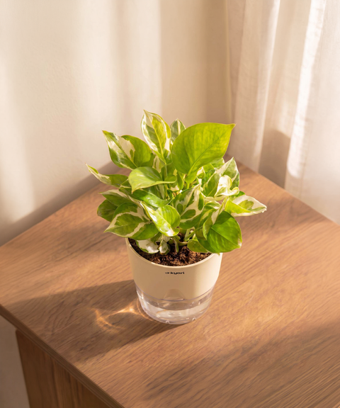 Money N'Joy Plant - BYOB