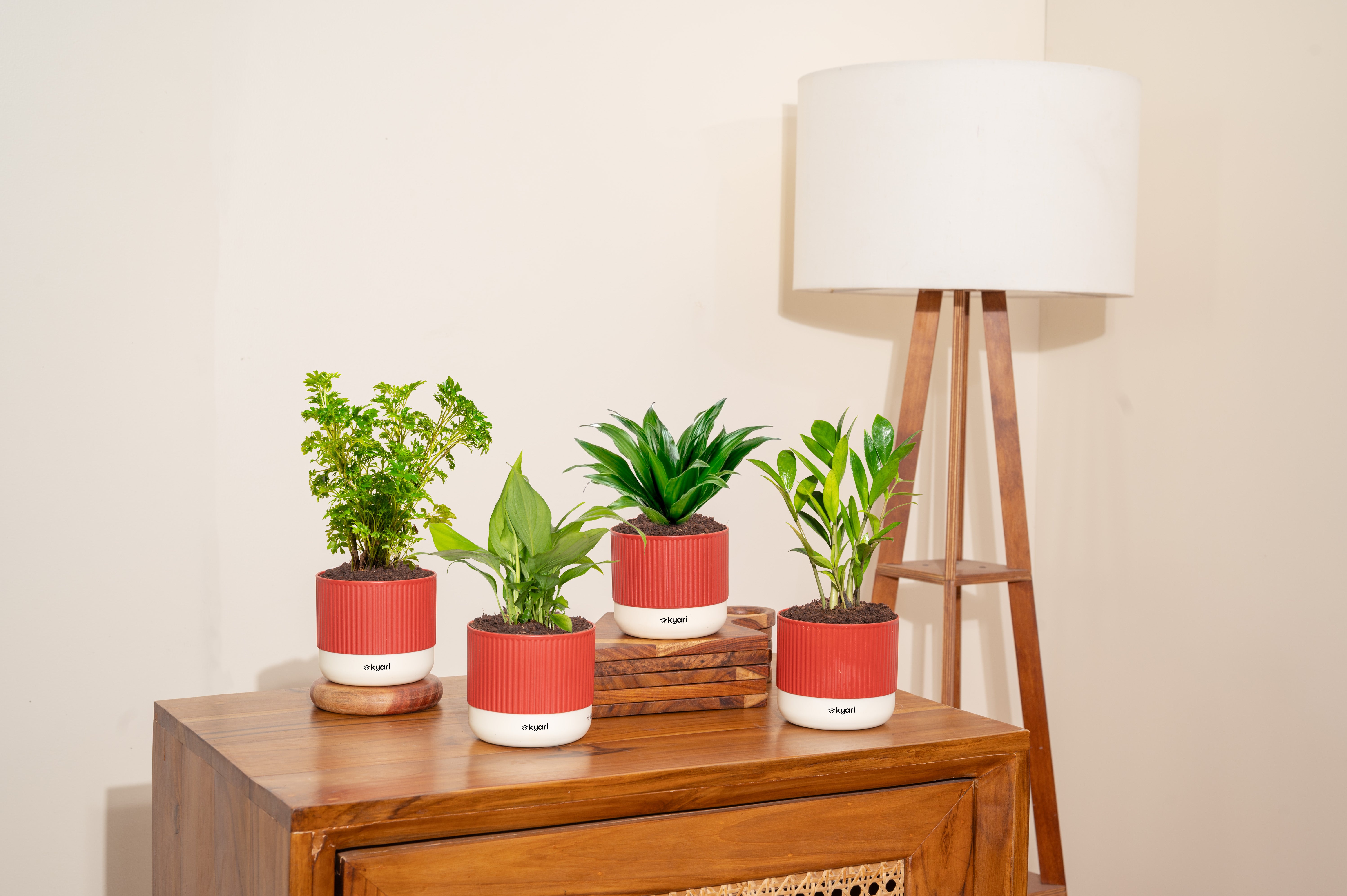 Air Purifying Plant Combo – Set of 4