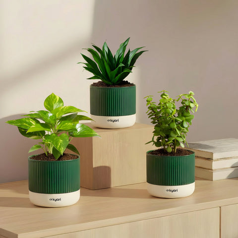 Set of 3 Mylo -Darcena Compacta, Lucky Jade, Green Money