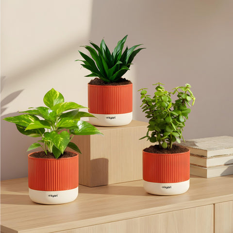 Set of 3 Mylo -Darcena Compacta, Lucky Jade, Green Money