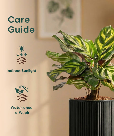 Peacock Plant with Medium Self Watering Pot