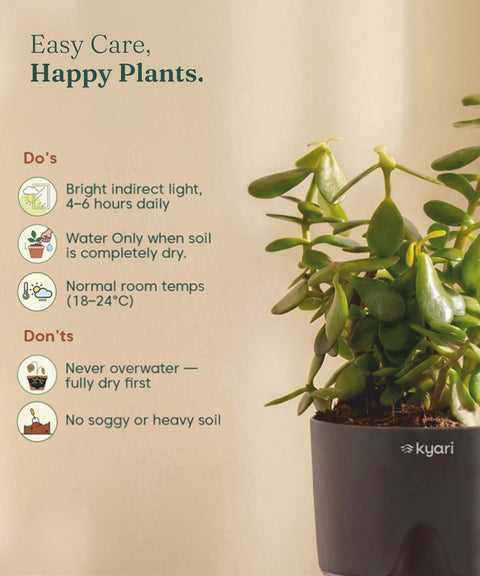 Lucky jade plant with self watering pot - BYOB