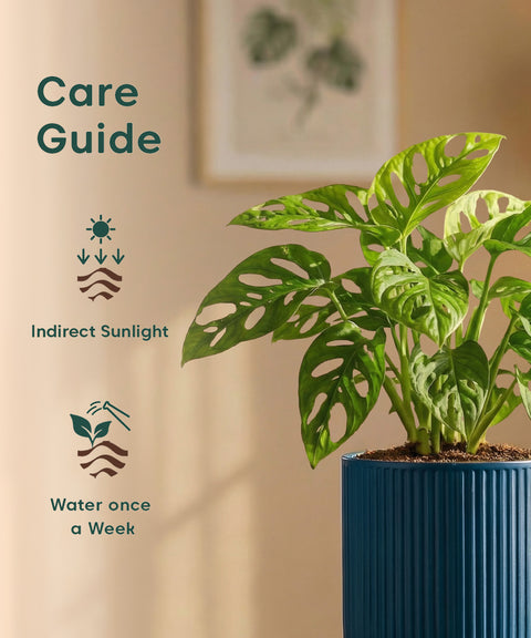 Philodendron Broken Heart Plant with Medium Self Watering Pot