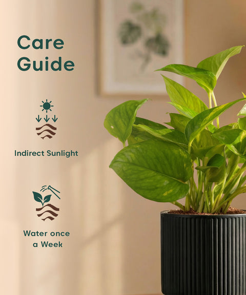 Money Variegated Plant with Medium Self Watering Pot