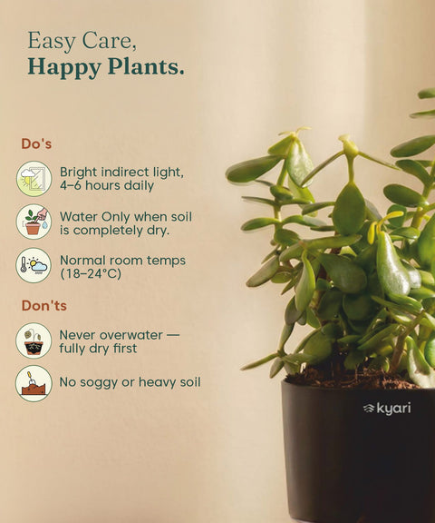 Lucky jade plant with self watering pot - BYOB