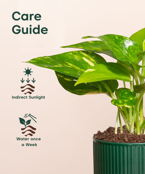 Money Variegated Plant With Self Watering Pot