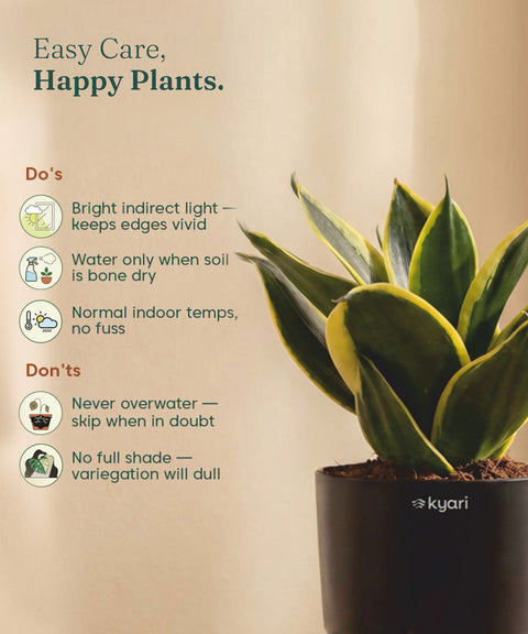Golden Hahnii Snake Plant BYOB