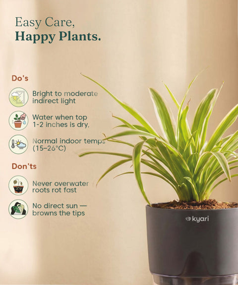 Spider Plant With Self Watering Pot