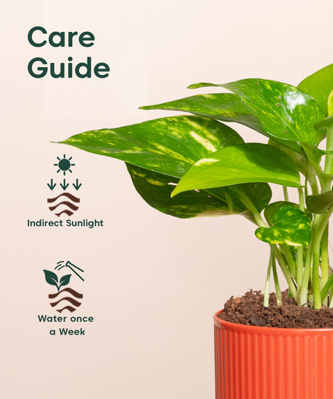 Money Variegated Plant With Self Watering Pot