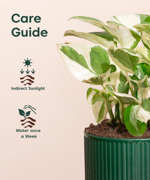 Money N'Joy Plant With Mylo Self Watering Pot