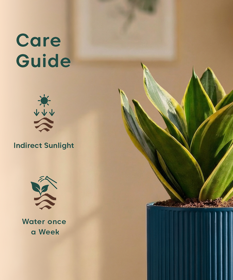 Golden Hahnii Snake Plant with Medium Self Watering Pot