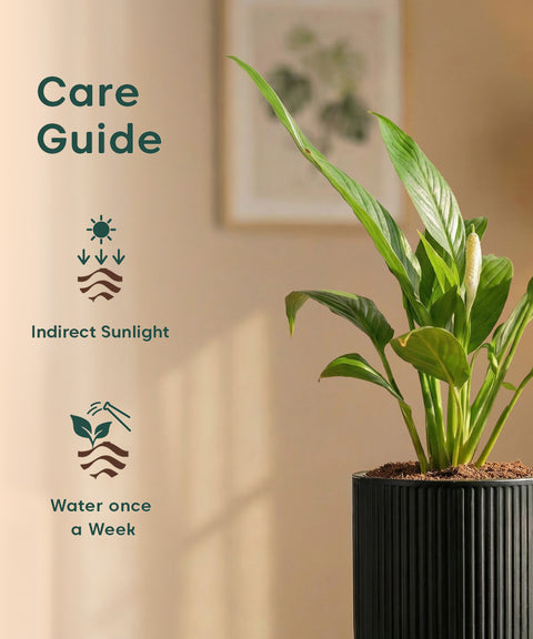 Peace Lily Plant with Medium Self Watering Pot