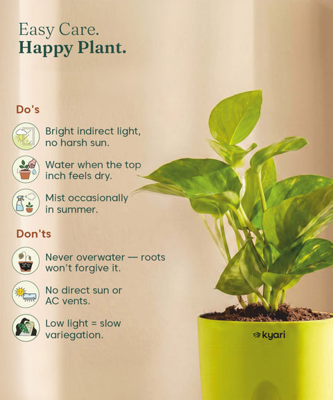 Golden Money Plant - BYOB