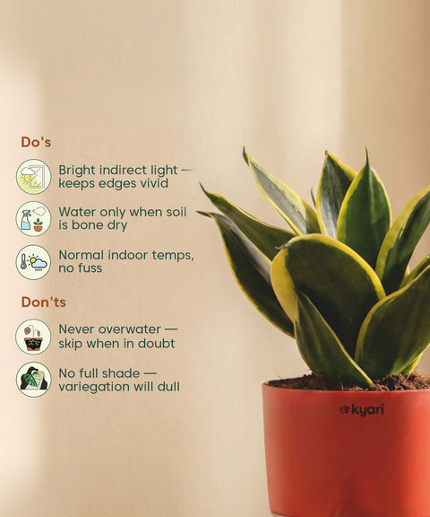 Golden Hahnii Snake Plant BYOB