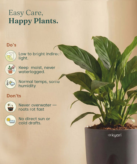 Peace Lily Plant - BYOB
